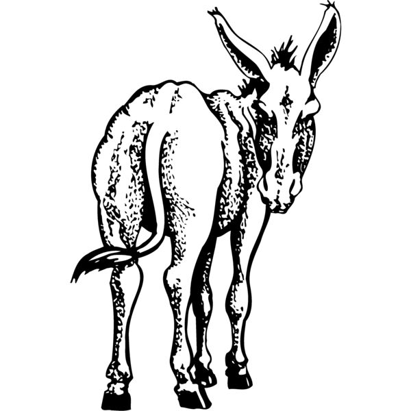 BURRO003 Thumbnail
