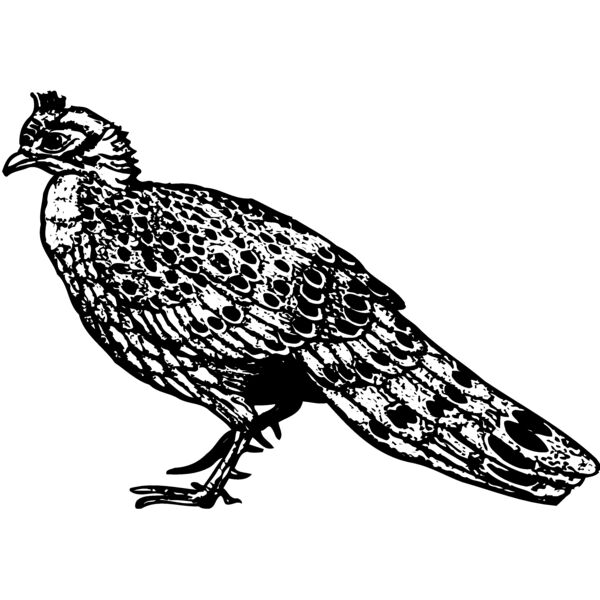 BIRD060 Thumbnail
