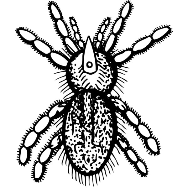 SPIDER05 Thumbnail