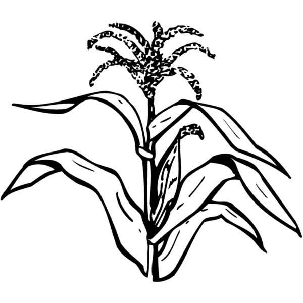 GRAIN002 Thumbnail