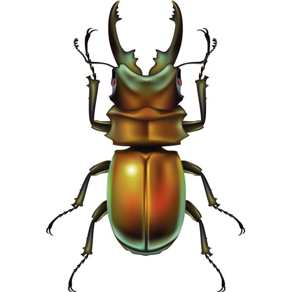 Beetle1 Thumbnail