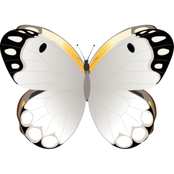 Butterflies75 Thumbnail