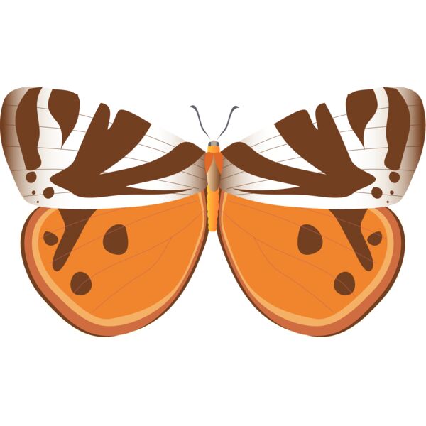 Butterflies49 Thumbnail