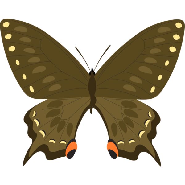 Butterflies55 Thumbnail