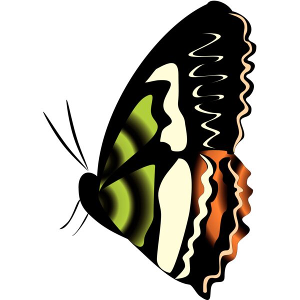 Butterflies39 Thumbnail