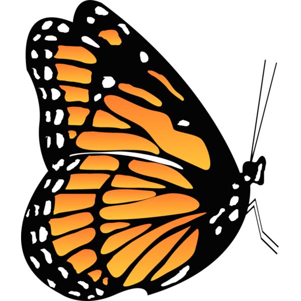 Butterflies64 Thumbnail