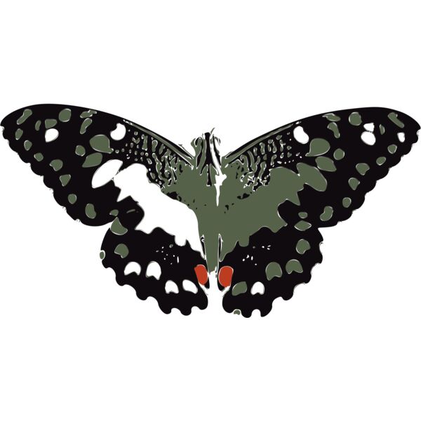 Butterflies22 Thumbnail
