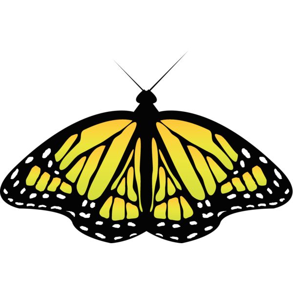 Butterflies71 Thumbnail