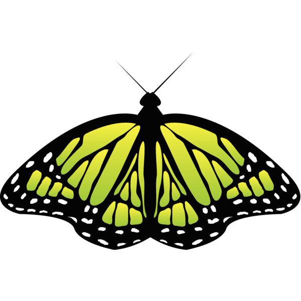Butterflies66 Thumbnail
