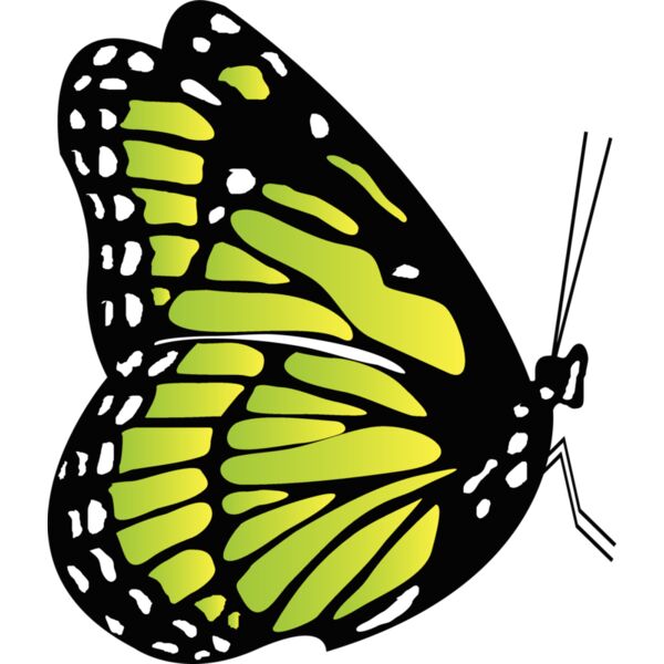 Butterflies56 Thumbnail