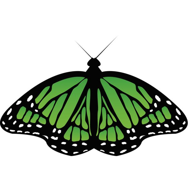 Butterflies70 Thumbnail