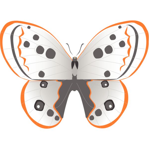 Butterflies82 Thumbnail