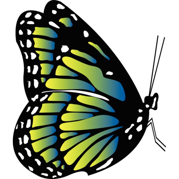 Butterflies63 Thumbnail