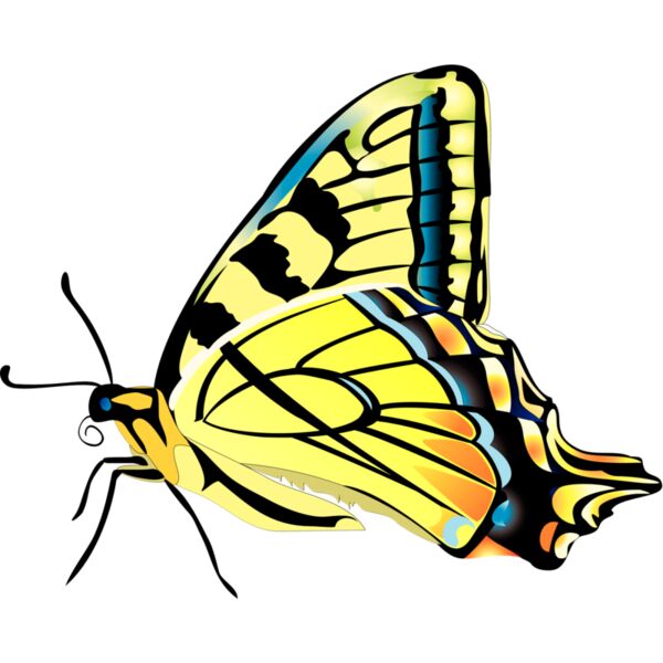 Butterflies42 Thumbnail