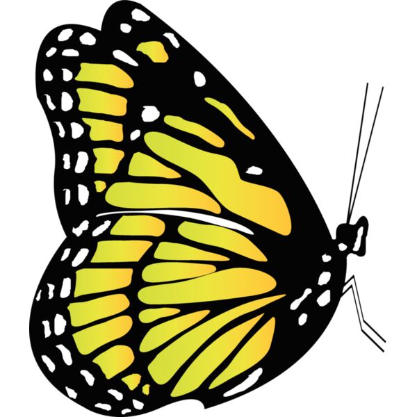 Butterflies62 Thumbnail