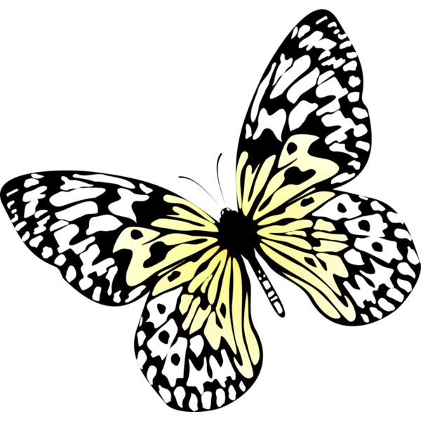 Butterflies31 Thumbnail