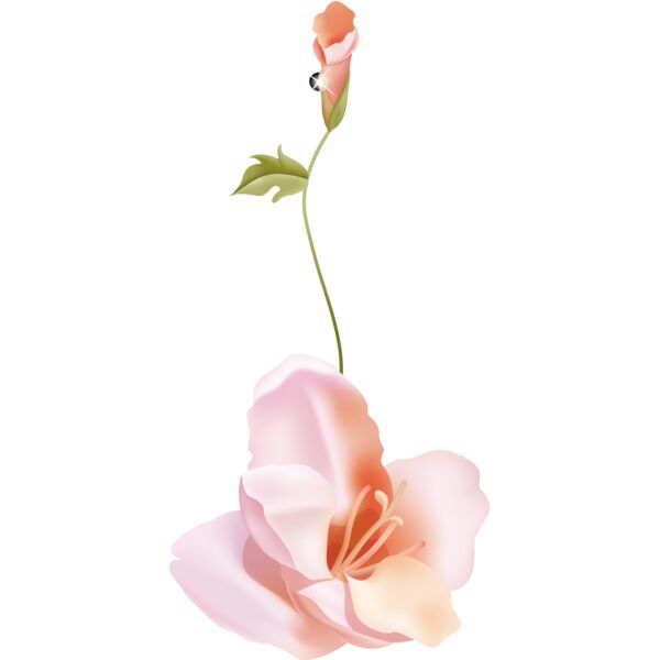 Flowers25 Thumbnail