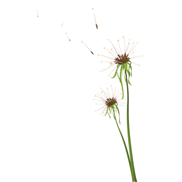 Flowers30 Thumbnail