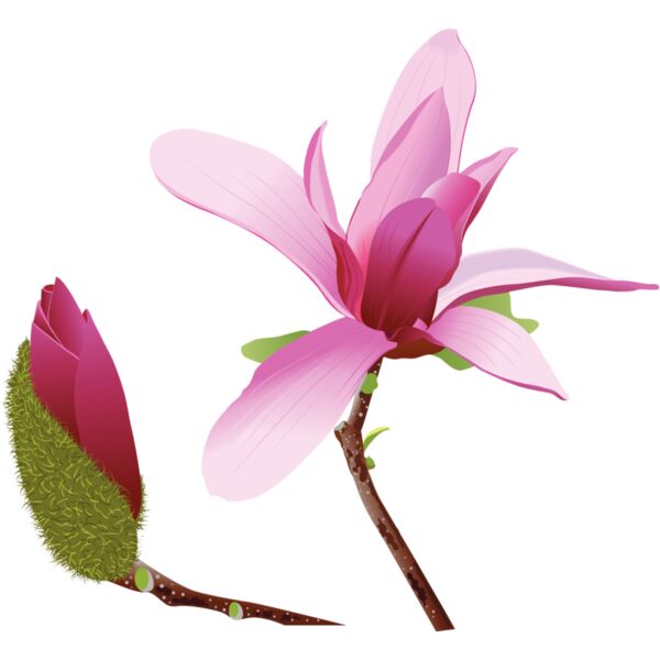 Flowers29 Thumbnail