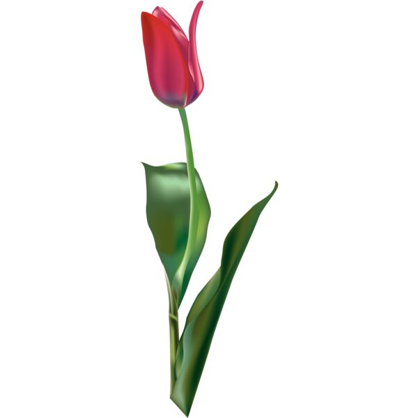 Flowers31 Thumbnail