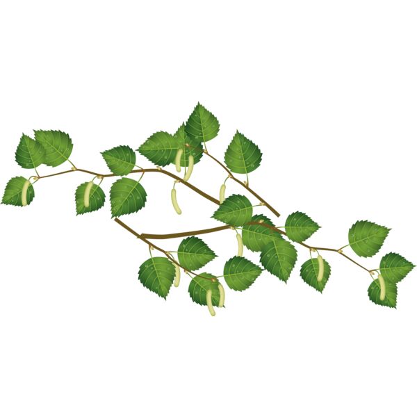 leaves2 Thumbnail