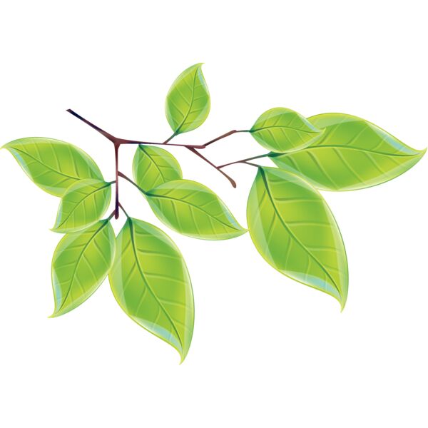 leaves3 Thumbnail