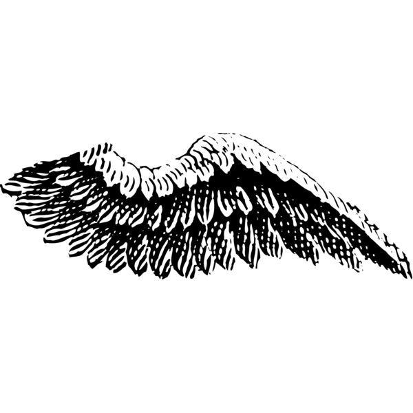 Wings1 Thumbnail