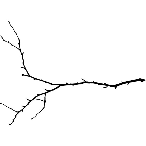 Branches101 Thumbnail