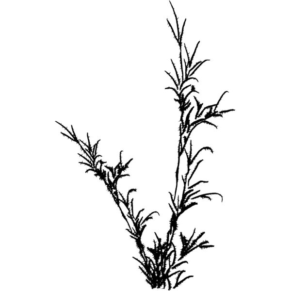 Plants101 Thumbnail