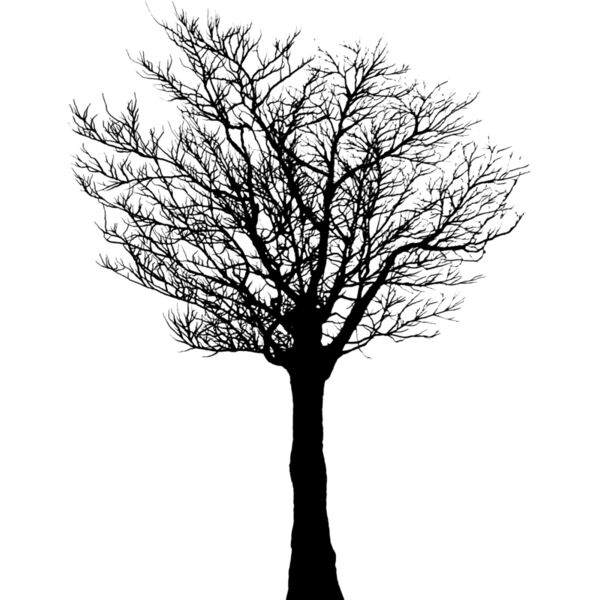 Trees124 Thumbnail