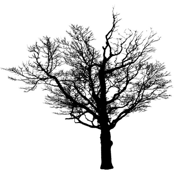 Trees103 Thumbnail