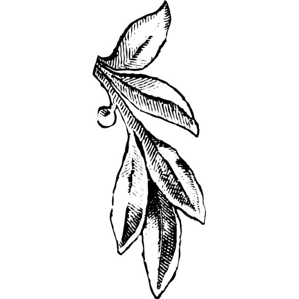 Leaves103 Thumbnail