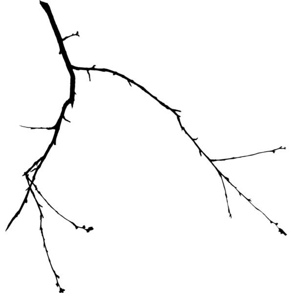 Branches102 Thumbnail