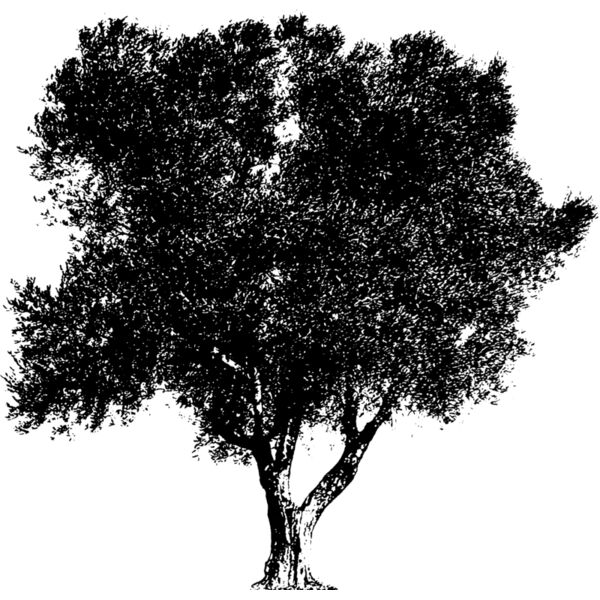 Trees133 Thumbnail