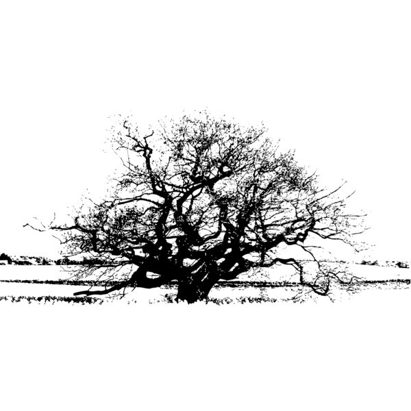 Trees107 Thumbnail