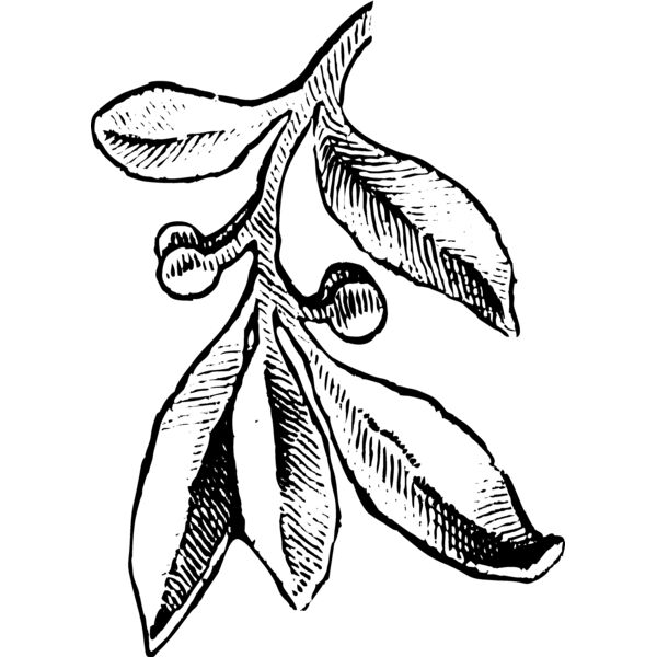 Leaves101 Thumbnail